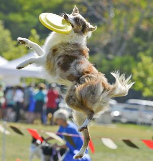 dog-catching-frisbee-bark-in-the-park Bark in the Park - image of dog catching frisbee in mid-air