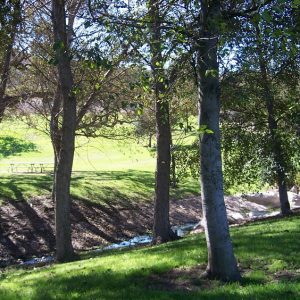 trees and creek at conejo community center park