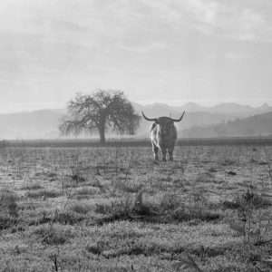 This bull sports a long winter coat in addition to an impressive set of horns.  Perhaps a Scottish bull?  Westlake, near the mouth of Schoolhouse Canyon, with Saddlerock peak in the distance. Donated by photographer Herb Noseworthy, CTLnos147.   Were happy to share this digital image on Flickr. Please note that certain restrictions on high quality reproductions of the original physical version may apply. For information regarding obtaining a reproduction of this image, please contact the Special Collections Librarian at specoll@tolibrary.org