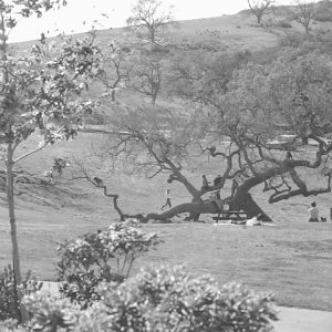 Kids play on an oak tree at the community park at Dover and Hendrix.  Donated by photographer Herb Noseworthy. CTLnos064.There are no known U.S. copyright restrictions on this image. The Thousand Oaks Library requests that, when possible, the credit statement should read: "Image courtesy of Conejo Through the Lens, Thousand Oaks Library."