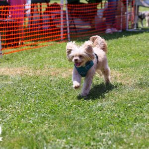 Bark Park-106