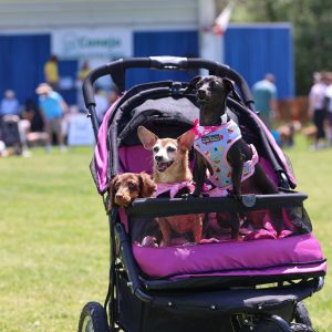 Bark in the Park at Conejo Creek Park North in Thousand Oaks on