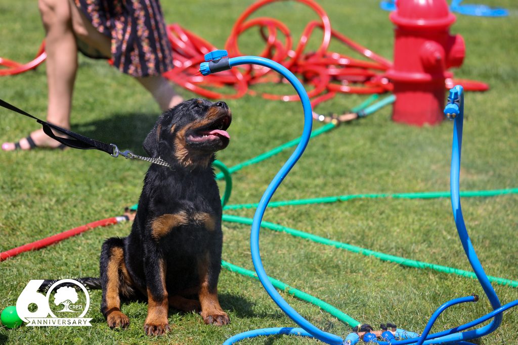 Bark in the Park at Conejo Creek Park North in Thousand Oaks on