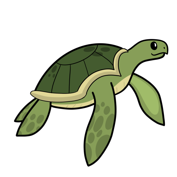 turtle illustration